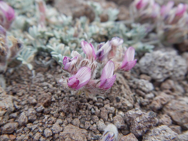 File:Astragalus austiniae (20142716799).jpg