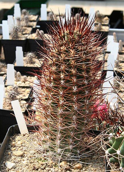 File:Austrocactus spec.jpg