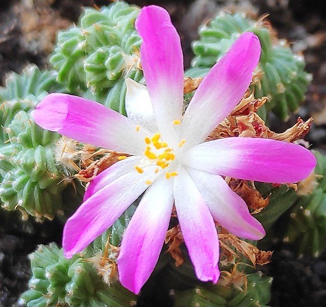 File:Aztekium valdezii flower.jpg