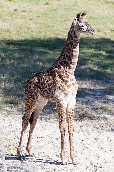 File:Baby giraffe (24729789400).jpg