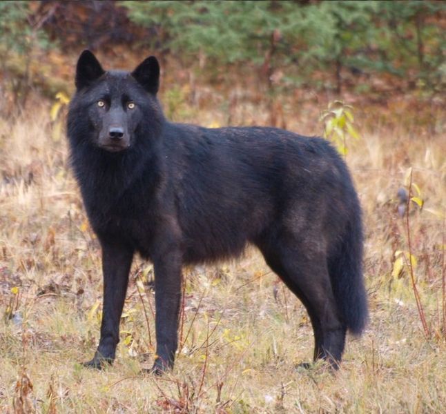 File:Black Canis lupus.jpg