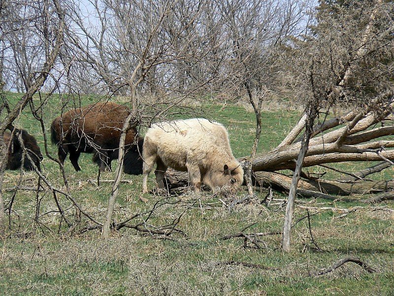 File:Blonde bison 2.jpg