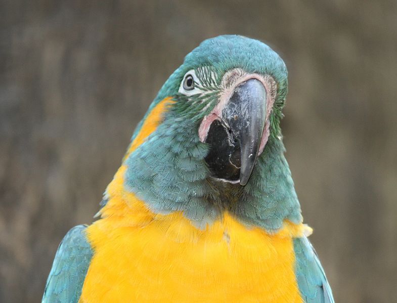 File:Blue-ThroatedMacaw1 CincinnatiZoo.jpg