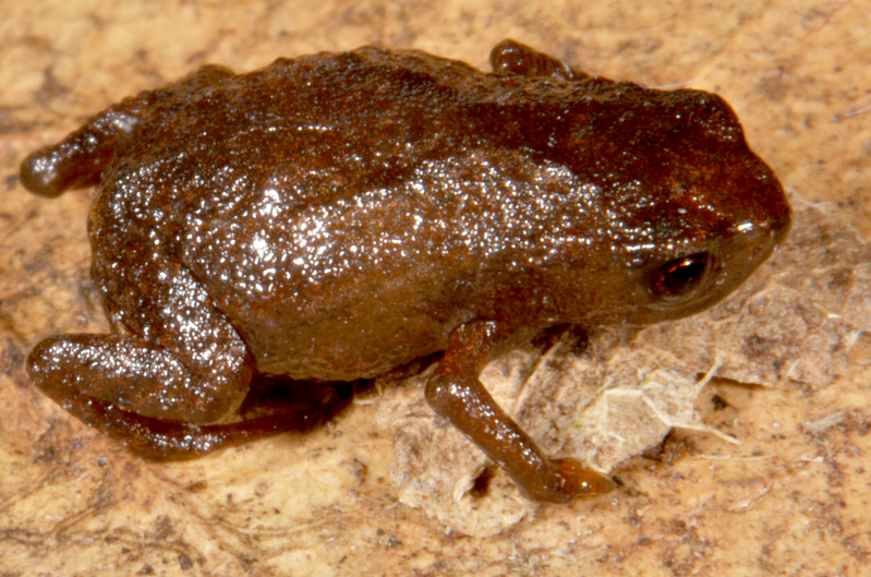 File:Brachycephalus curupira 2.png