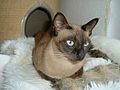 Black mink Tonkinese