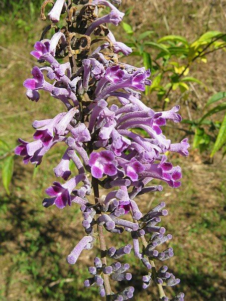 File:Buddleja japonica1.jpg