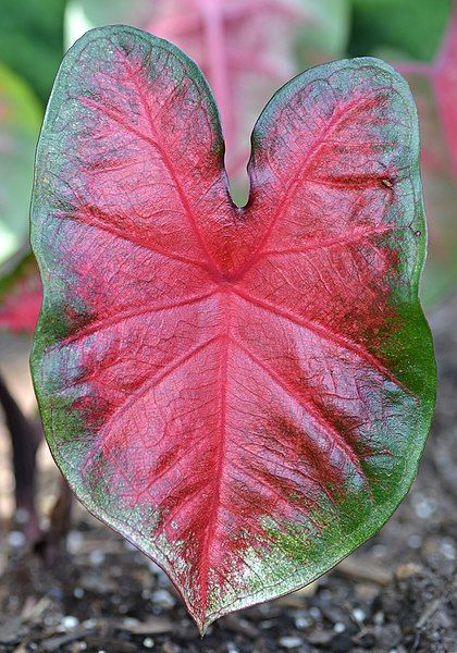 File:Caladium 'Bombshell' Leaf.JPG