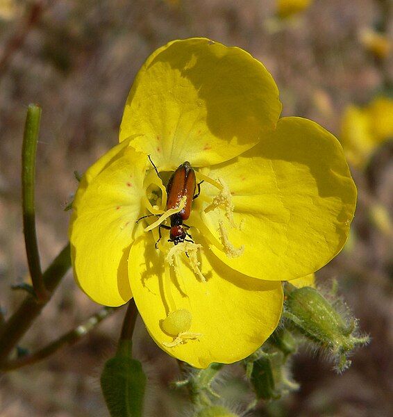 File:Camissonia brevipes 5.jpg