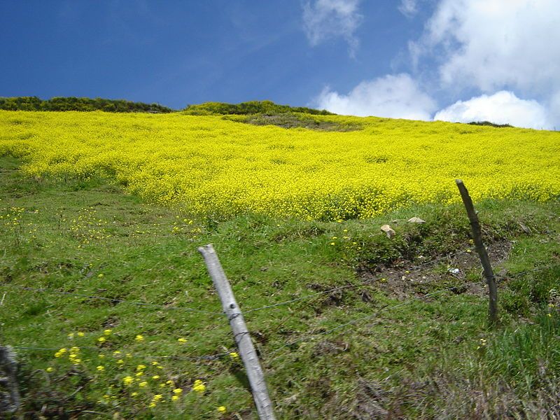 File:Campos de Mérida.JPG