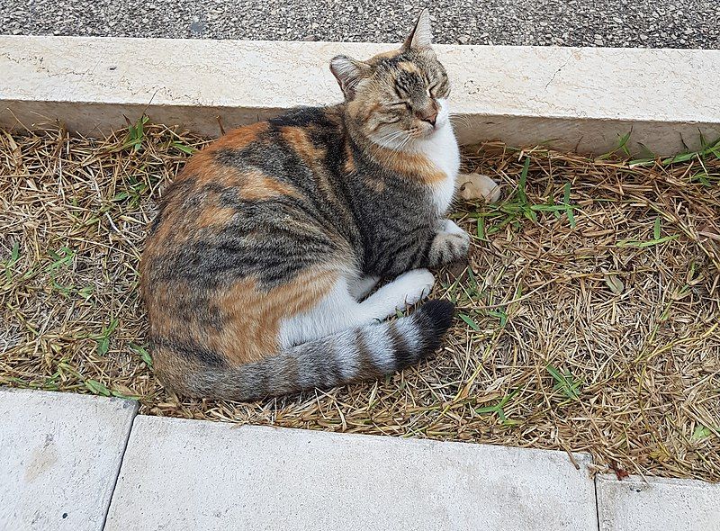 File:Cat, AUB.jpg