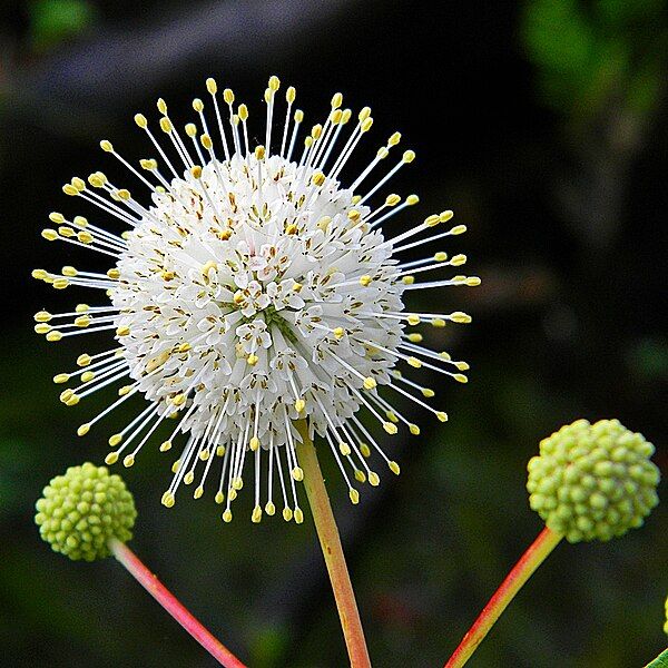 File:Cephalanthus occidentalis-Buttonbush.jpg