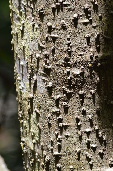 File:Cerbera dilatata bark.jpg