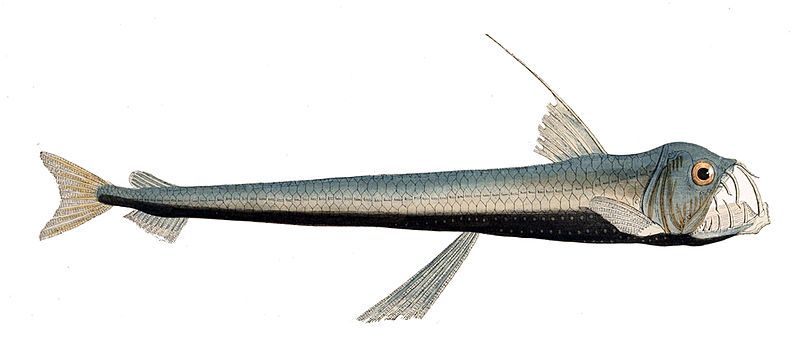 File:Chauliodus sloani Gervais.jpg