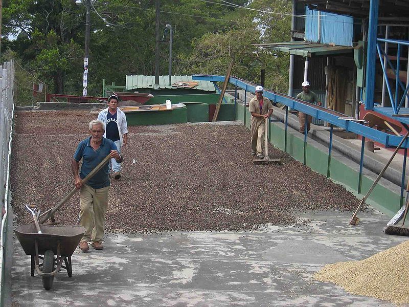 File:Coffee drying panama.jpg