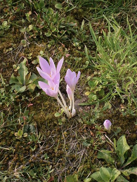 File:Colchicum autumnale02.jpg