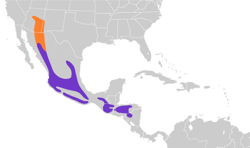 File:Contopus pertinax map.svg