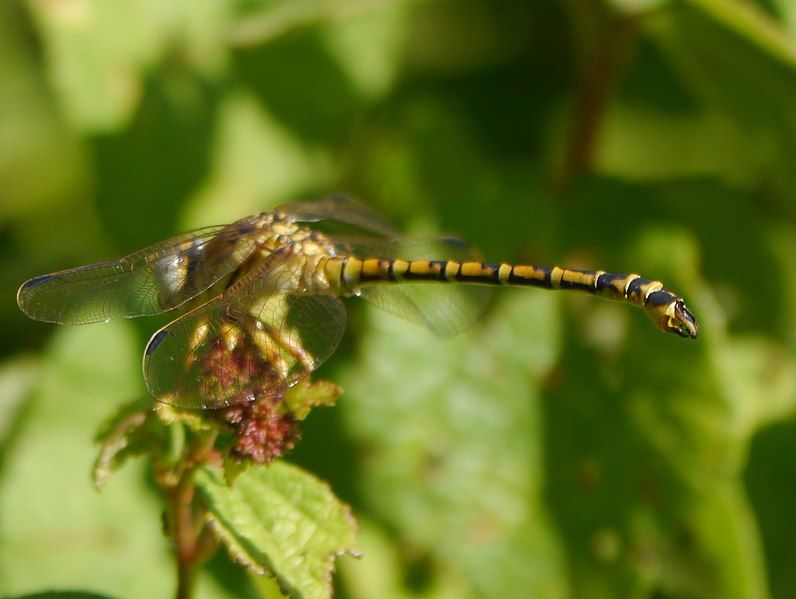 File:Crenigomphus renei 5678209.jpg