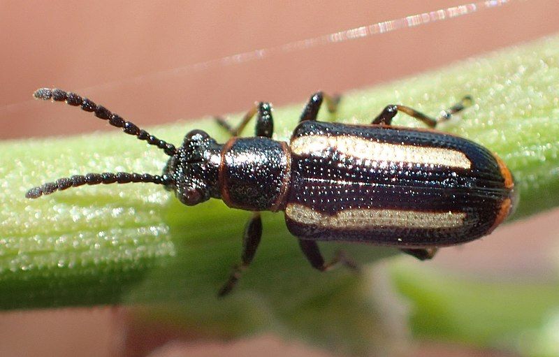 File:Crioceris macilenta up.jpg