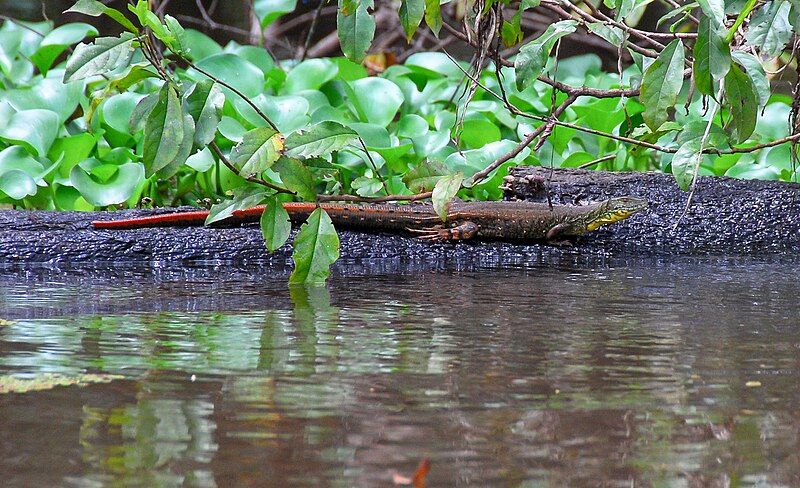 File:Crocodilurus amazonicus 204896457.jpg