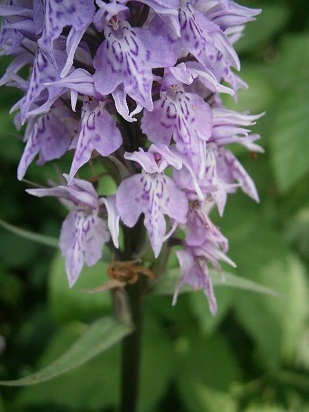 File:Dactylorhiza fuchsii010.JPG