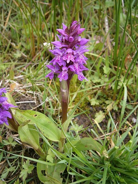 File:Dactylorhiza majalis04.jpg