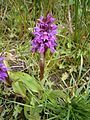 Dactylorhiza majalis