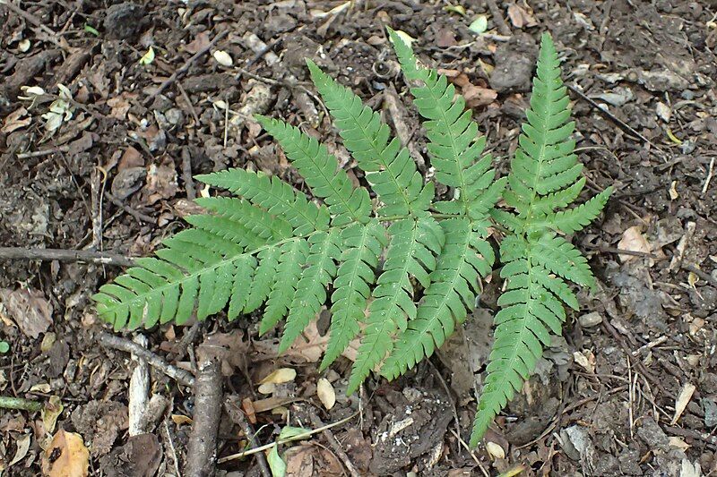 File:Dryopteris varia kz01.jpg