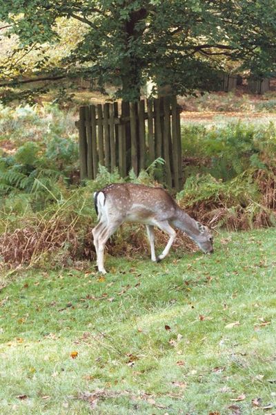 File:Dunhammasseydeerpark.jpg