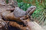 Eastern bearded dragon