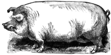 Etching of a hog