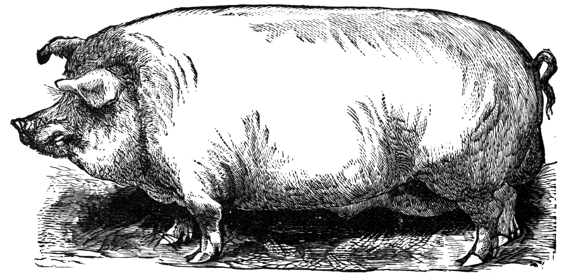 File:Fat Hog.png