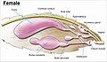 Image 29The female genitalia of Lepidoptera (from Insect reproductive system)