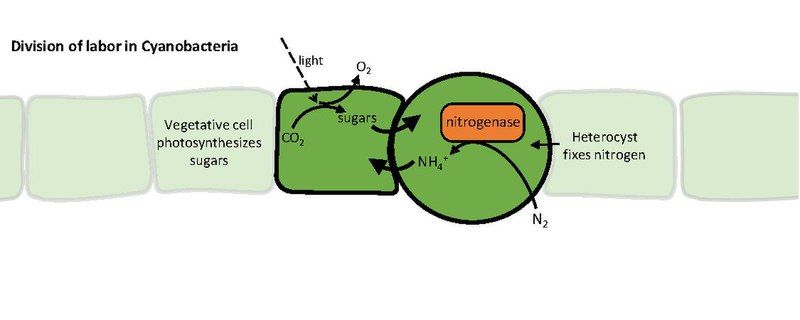 File:Figure2a.pdf