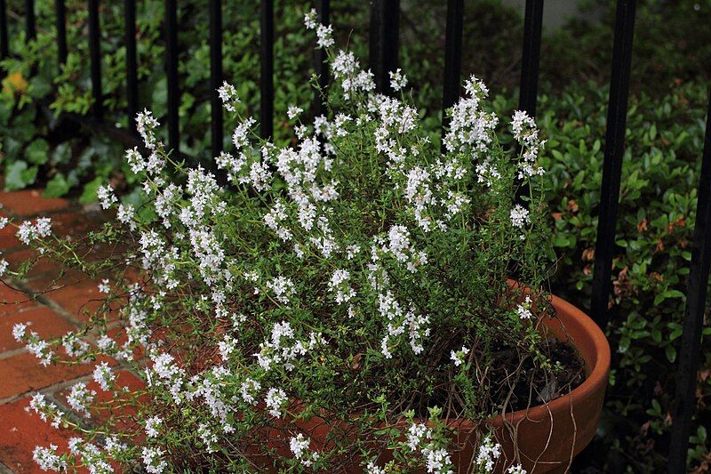 File:Flowering thyme.JPG