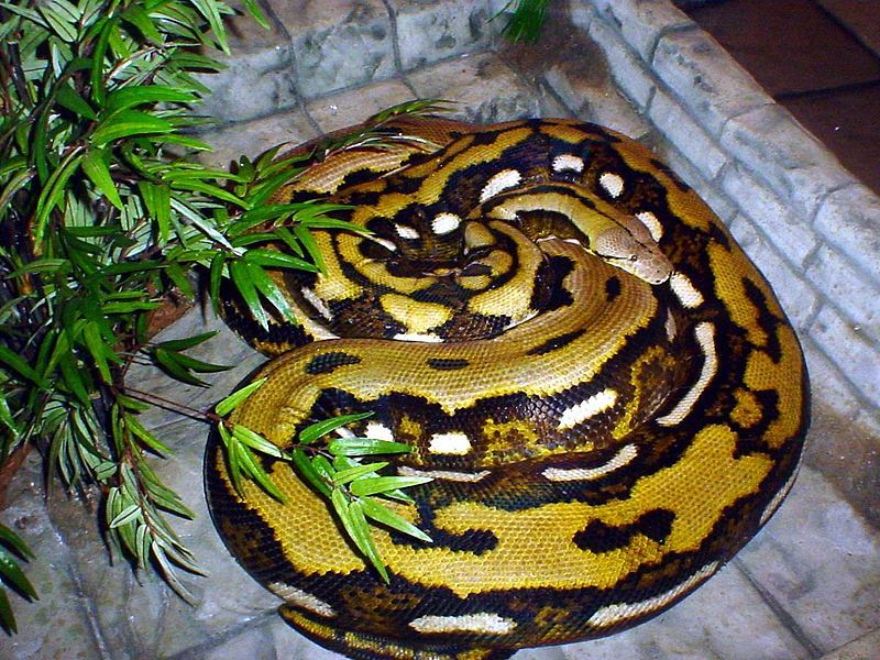 File:FluffySnake.JPG