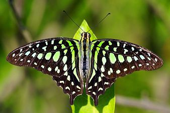 Dorsal view