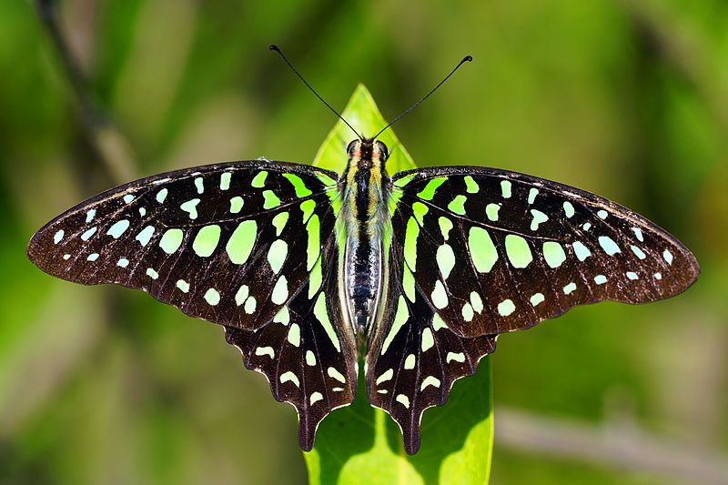 File:Graphium agamemnon 20131222.jpg