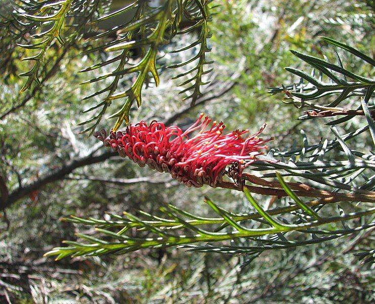 File:Grevillea Red Hooks.jpg