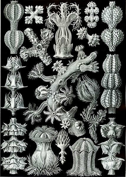 File:Haeckel Gorgonida.jpg