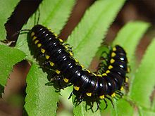 A millipede with contrasting, yellow-tipped keels on a fern.