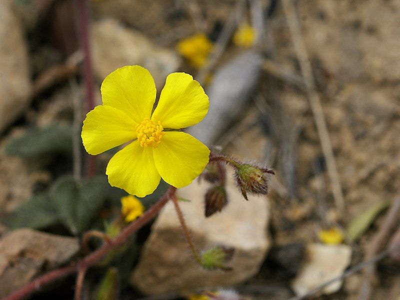 File:Helianthemum hirtum.jpg