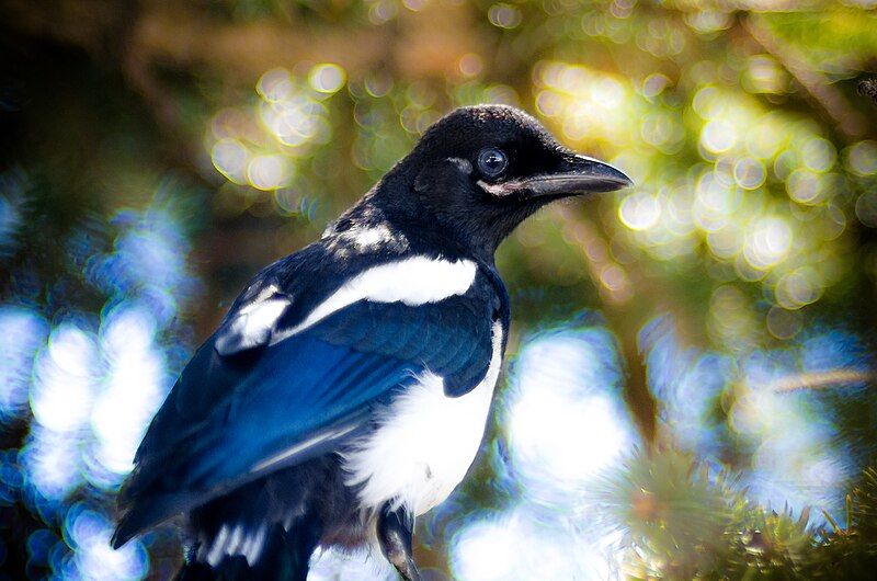 File:High School Magpie.jpg