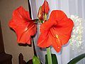 Hippeastrum 'Red Lion'