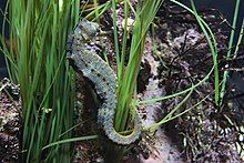 A mottled black, white, and yellow pacific seahorse uses its prehensile tail to wrap around eelgrass