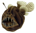 Image 71The humpback anglerfish is a bathypelagic ambush predator, which attracts prey with a bioluminescent lure. It can ingest prey larger than itself, which it swallows with an inrush of water when it opens its mouth. (from Pelagic fish)