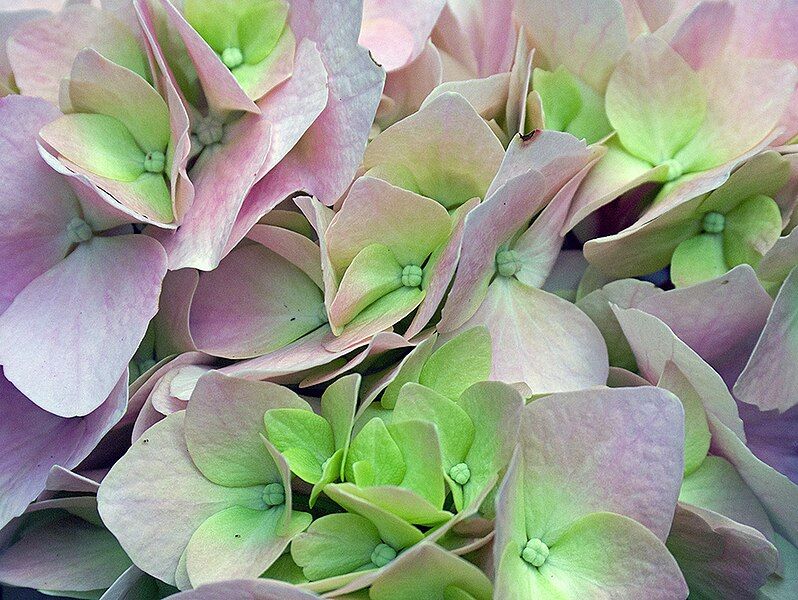 File:Hydrangea close up.jpg