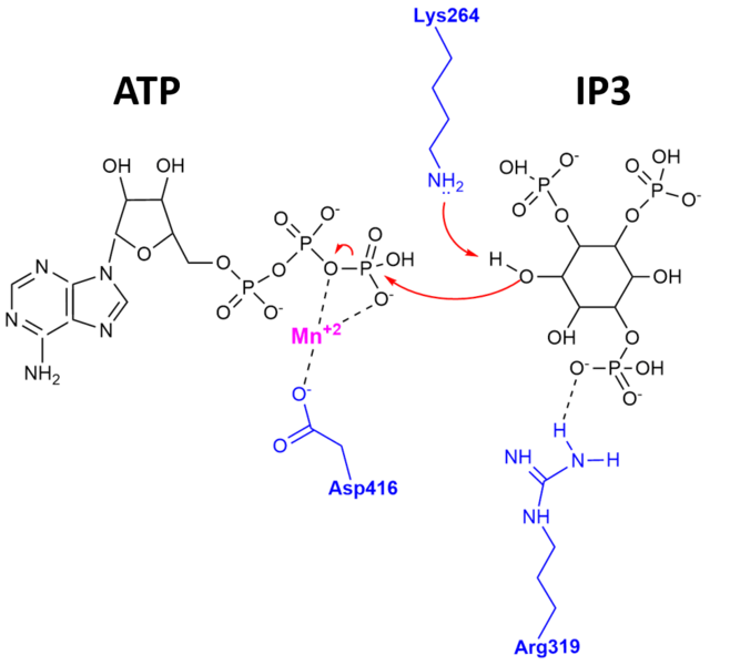 File:ITP3K Catalytic Mechanism.png