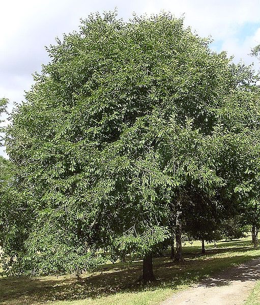 File:Japanese elm.jpg