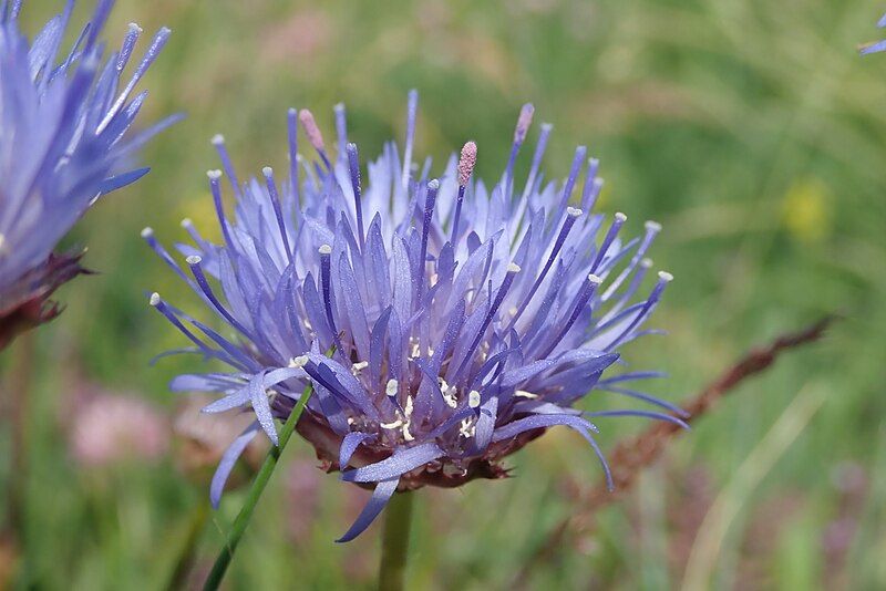 File:Jasione vivace fleur.jpg