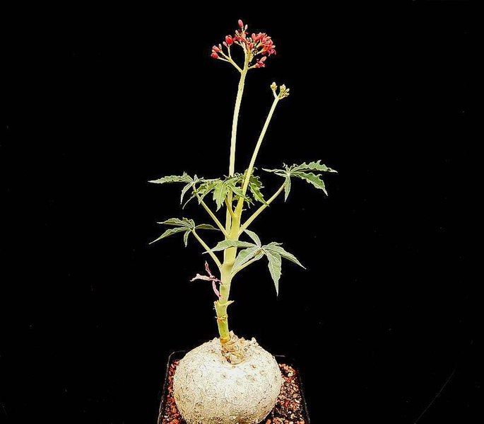 File:Jatropha cathartica1 ies.jpg